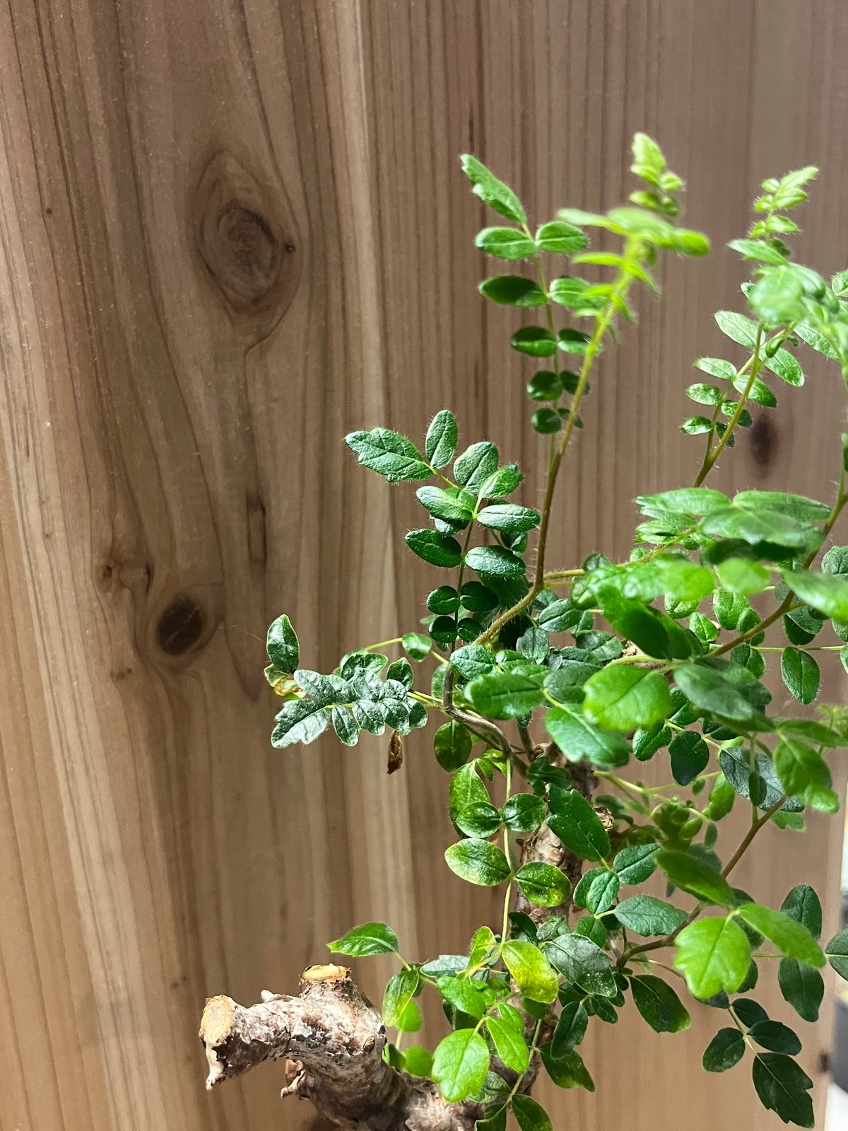 コミフォラ モンストローサ | GREEN LUCK