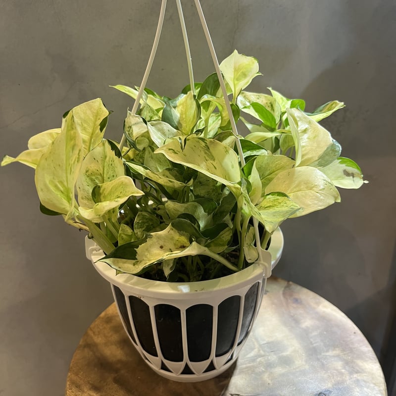 ポトスグローバル特大株【送料無料】 楽天市場】観葉植物/ポトス：グローバル 4号鉢入り 2株セット