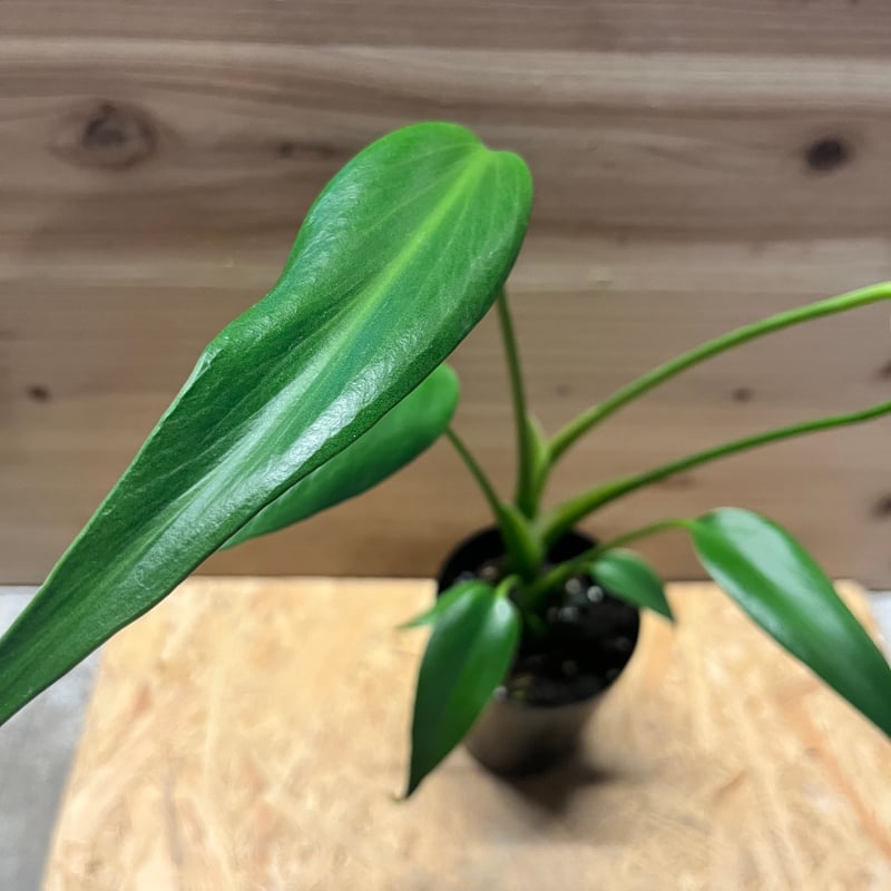 モンステラ バールマルクスフレーム | GREEN LUCK