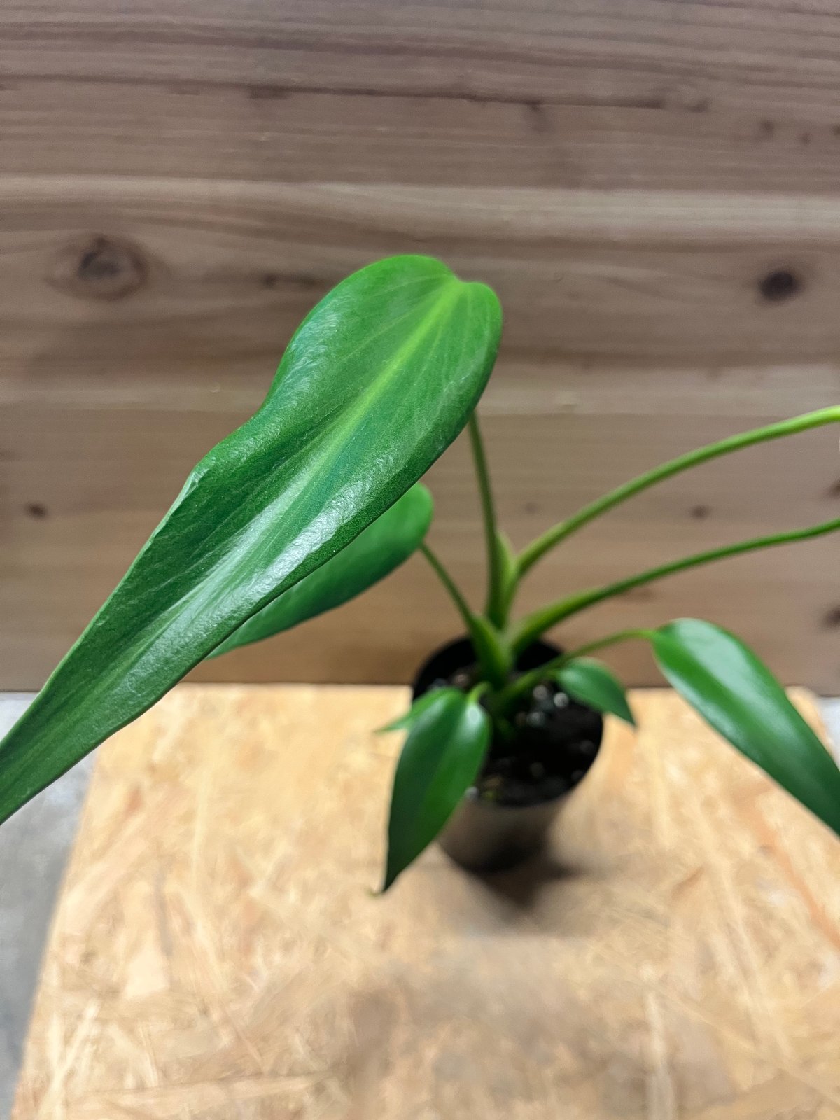 モンステラ バールマルクスフレーム | GREEN LUCK