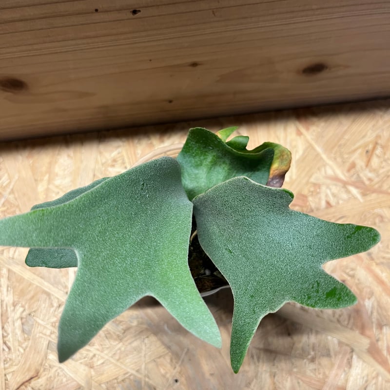 ビカクシダ　ヒリー✖︎ウィリンキー 楽天市場】(現品) ビカクシダ (ヒリー × ウィリンキー) (pup) (No