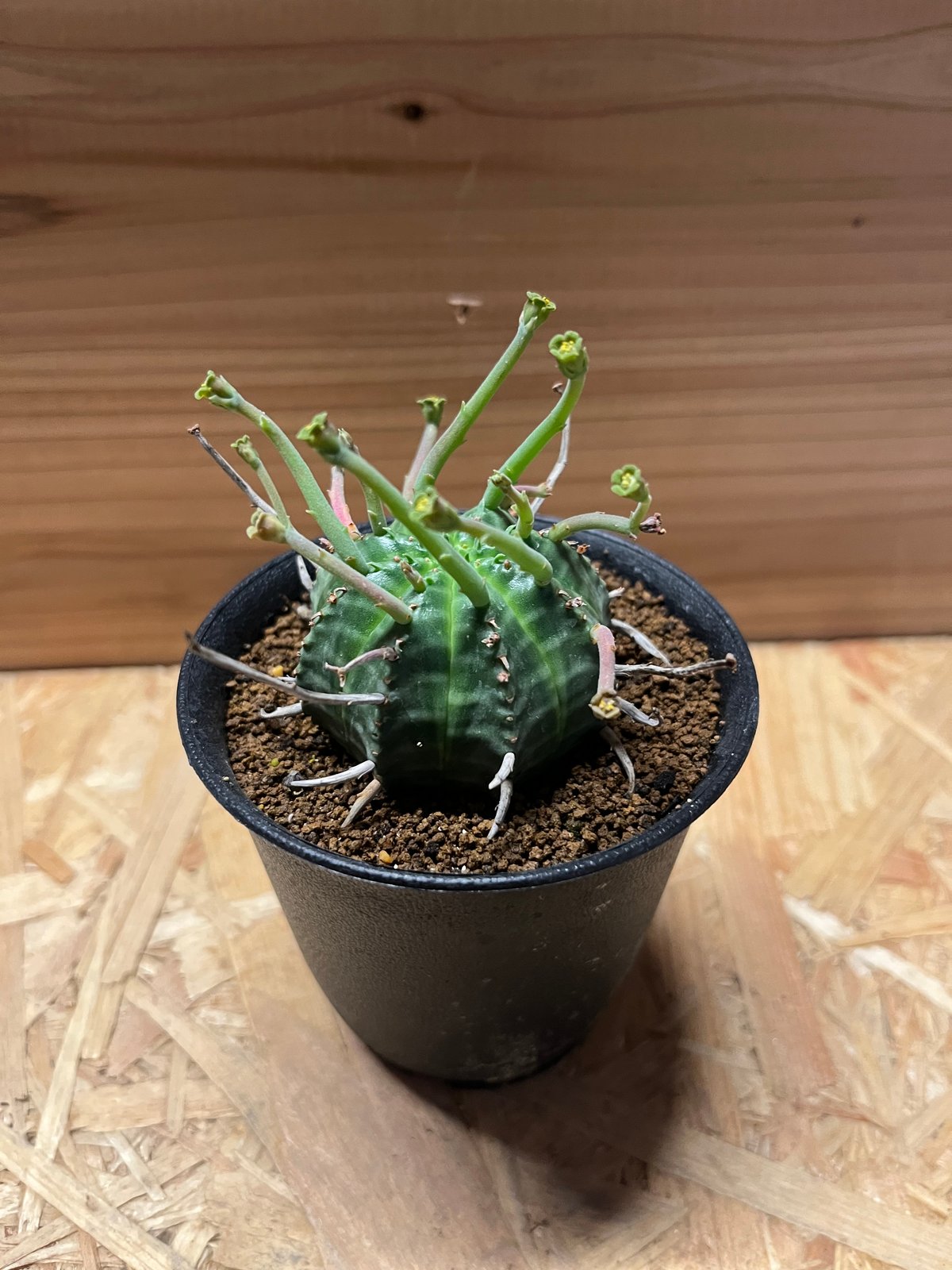 ユーフォルビア バリダ | GREEN LUCK