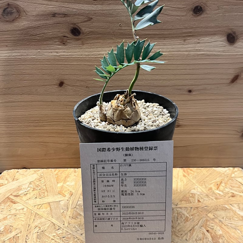 エンセファラルトス ホリダス | GREEN LUCK