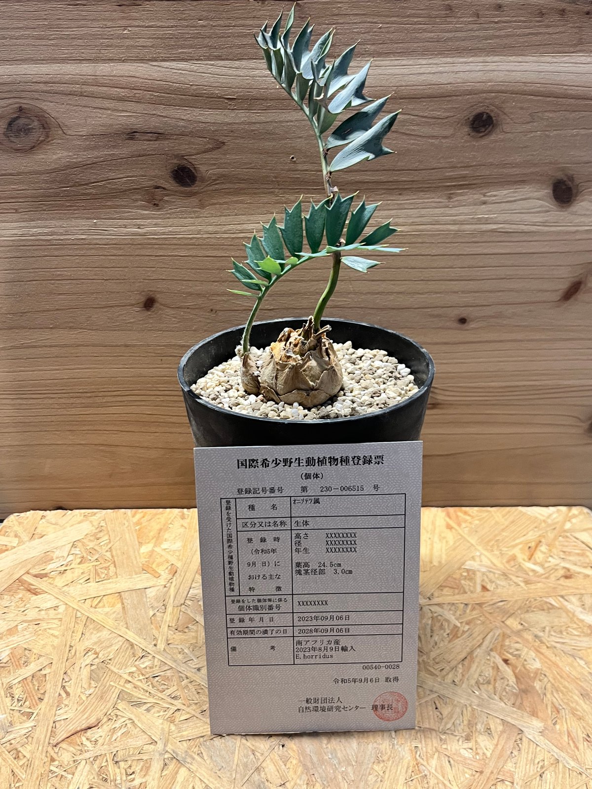 エンセファラルトス ホリダス 【南アフリカ産】 南アフリカ産】エンセファラルトス・ホリダス(発根済) - メルカリ