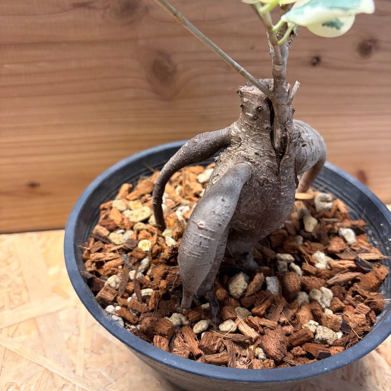 パンダガジュマル 斑入り | GREEN LUCK