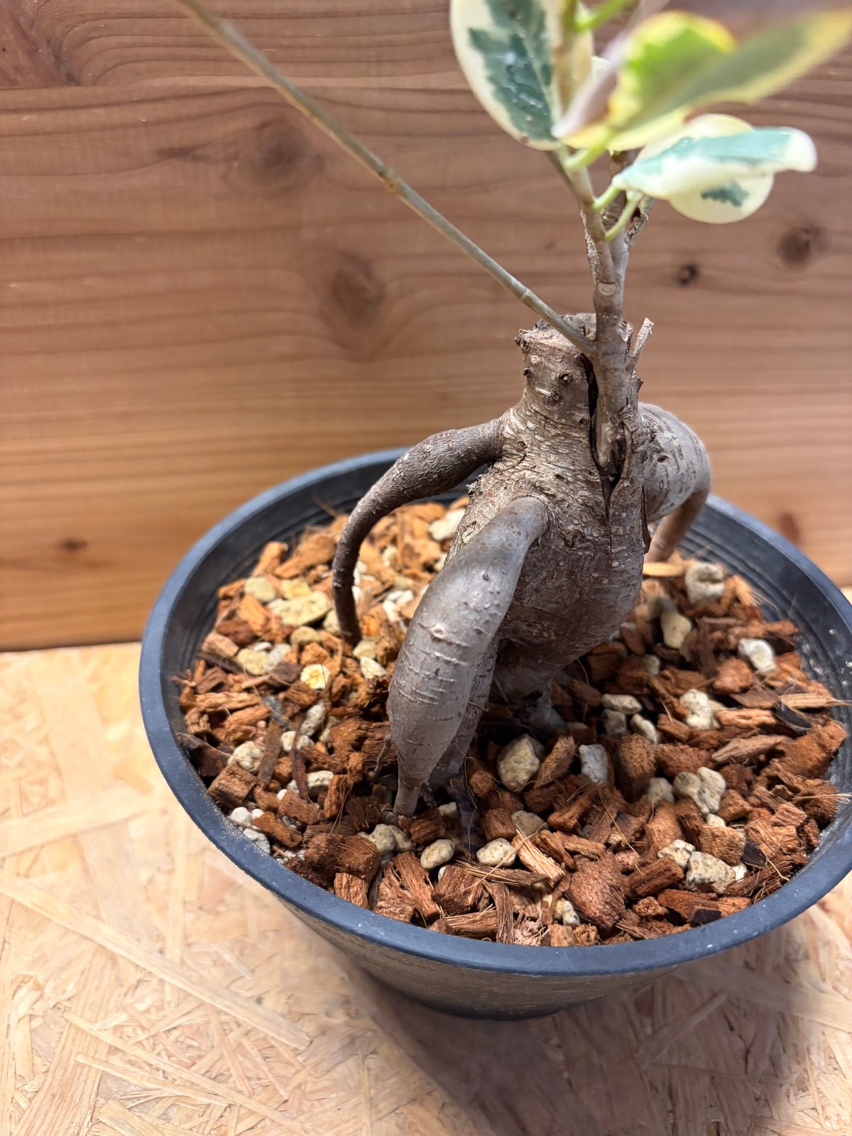 パンダガジュマル 斑入り | GREEN LUCK