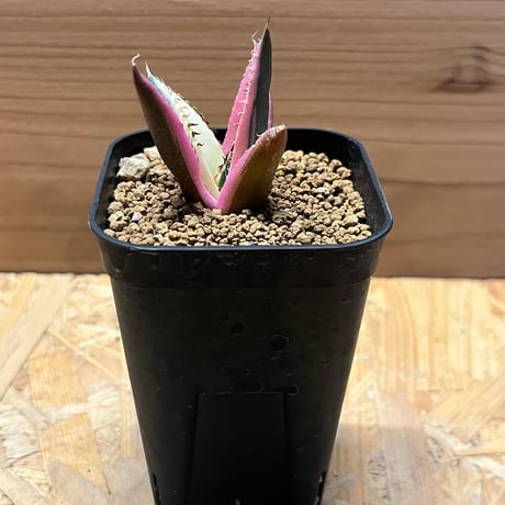 アガベスナグルトゥース | STORES