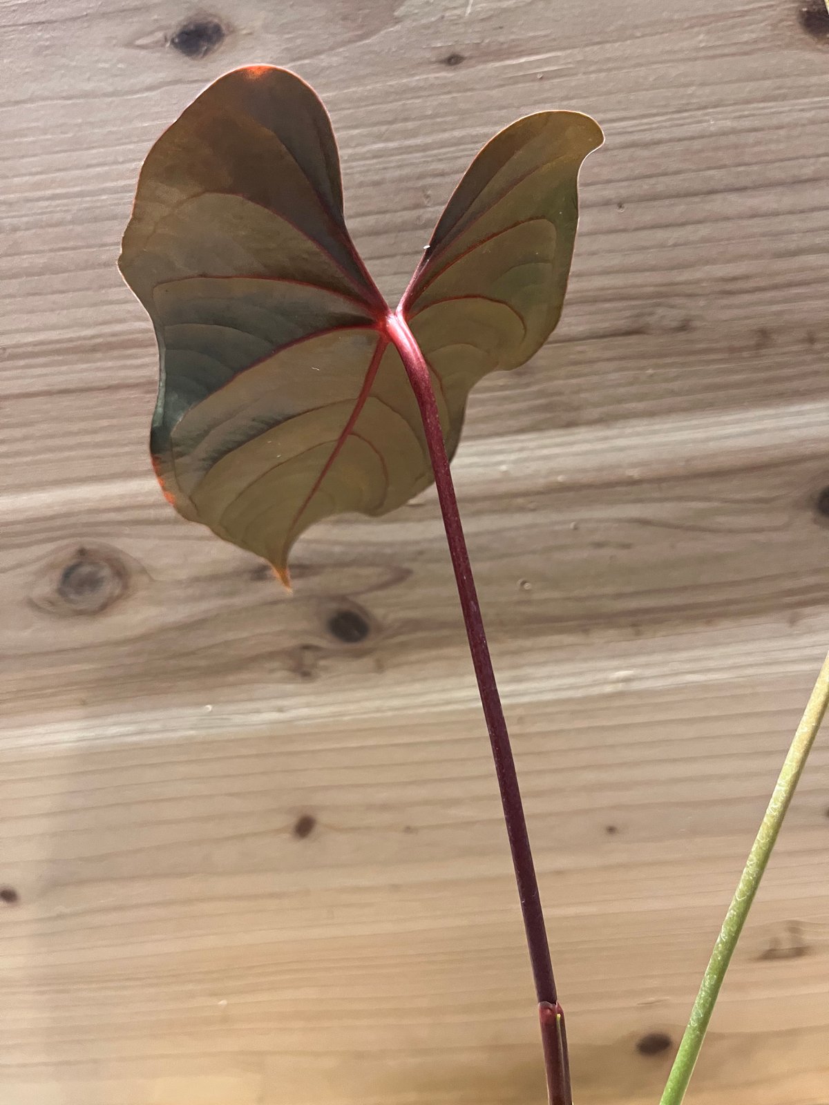 アンスリウム チャンベラニアナム ロムズレッド | GREEN LUCK