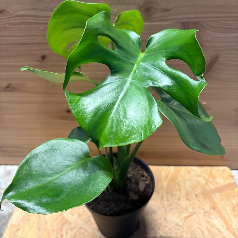 モンステラ デリシオーサ 実生変異 | GREEN LUCK