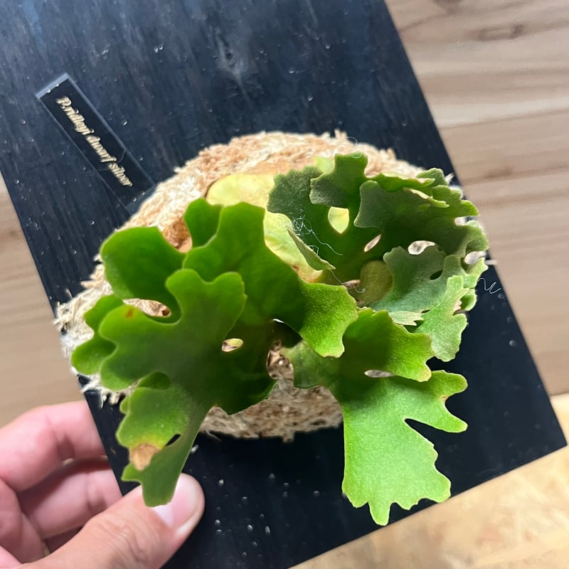 ビカクシダ リドレイ ドワーフ シルベリー | GREEN LUCK