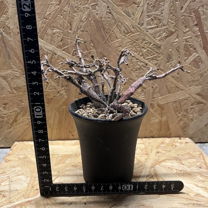 \"codex デンシフローラム\"　コーデックス　ユーフォルビア　塊根植物 24fe2a4d7247e799f95951fd9219c2