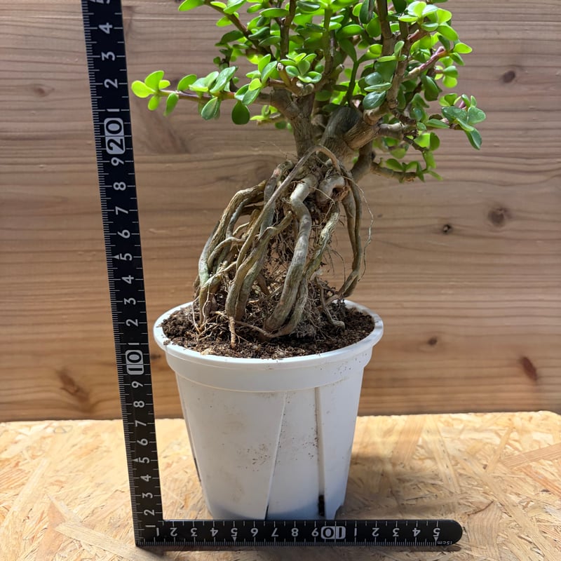 ポーチュラカリア アフラ | GREEN LUCK