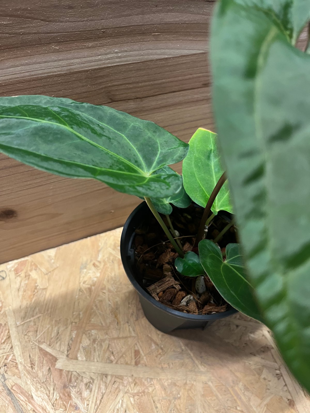 アンスリウム パピリラミナム レッドステム | GREEN LUCK