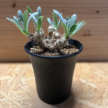 オトンナレトロルサ | STORES