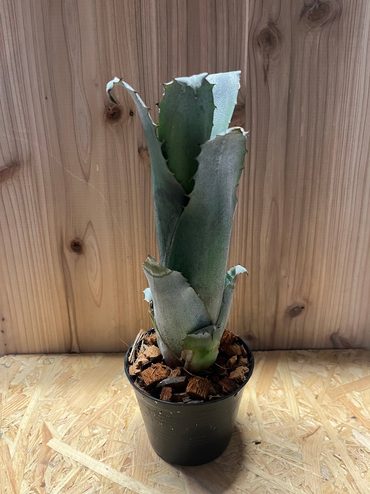 ホヘンベルギア　植物 ホヘンベルギア sp.357 | GREEN LUCK