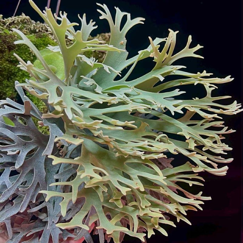 ビカクシダ イエロームーンドワーフ スポア | GREEN LUCK