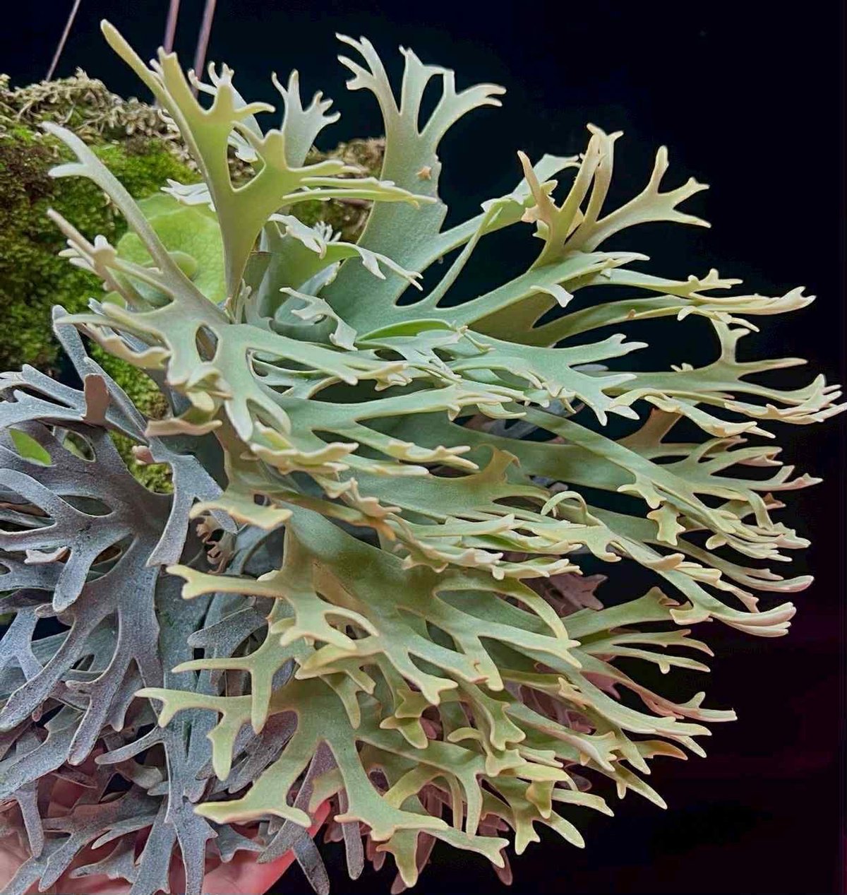 Oddata21　ビカクシダYMDS pup Oddata21様専用 ビカクシダYMDS pup