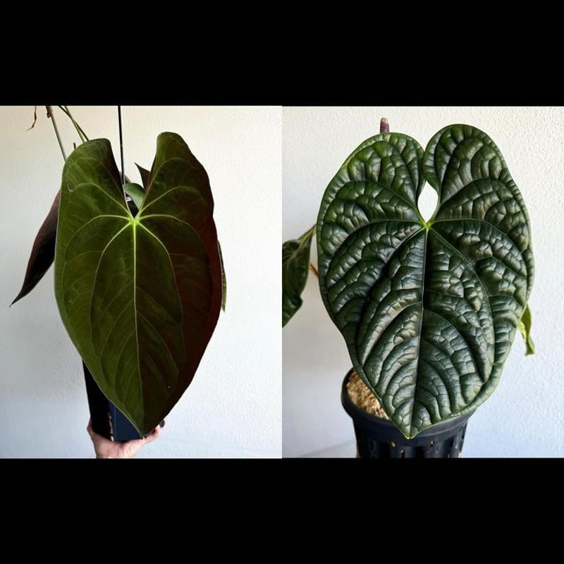 アンスリウム パピリラミナム【Guna Yara】×ルクスリアンス | GREEN LUCK