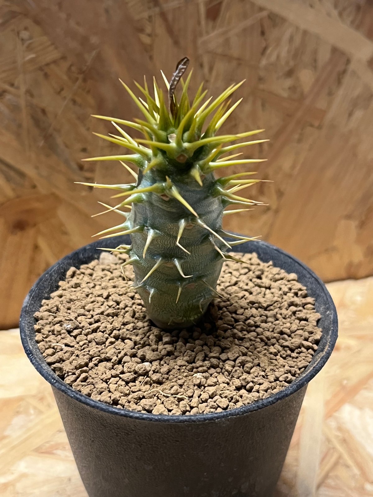 90#多肉植物アエオニウム錦❤️ かぐや ❤️1大頭12小頭27cm拔き苗 90#多肉植物アエオニウム錦❤️ かぐや ❤️1大頭12小頭27cm拔き苗