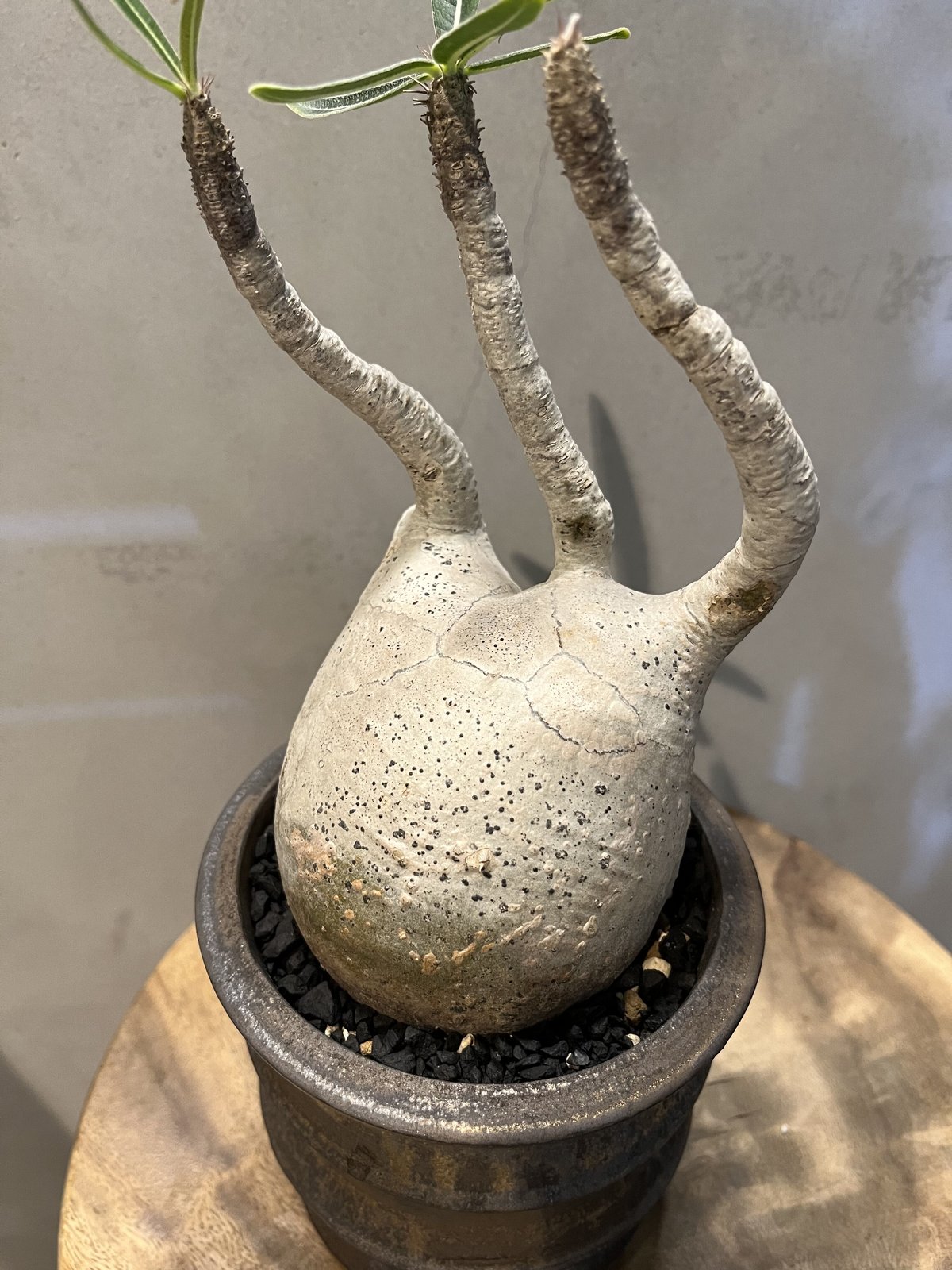 パキポディウム グラキリス 発根済 土京鉢 | GREEN LUCK