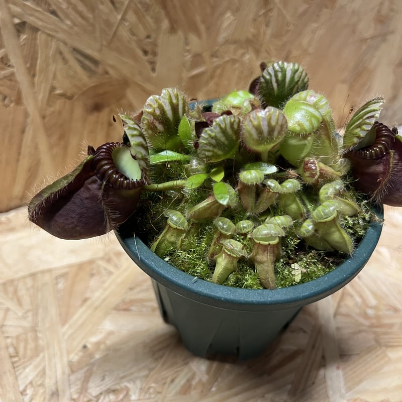 その他観葉植物 Cephalotus follicularis Ebisu How To Grow Cephalotus follicularis | EarthOne