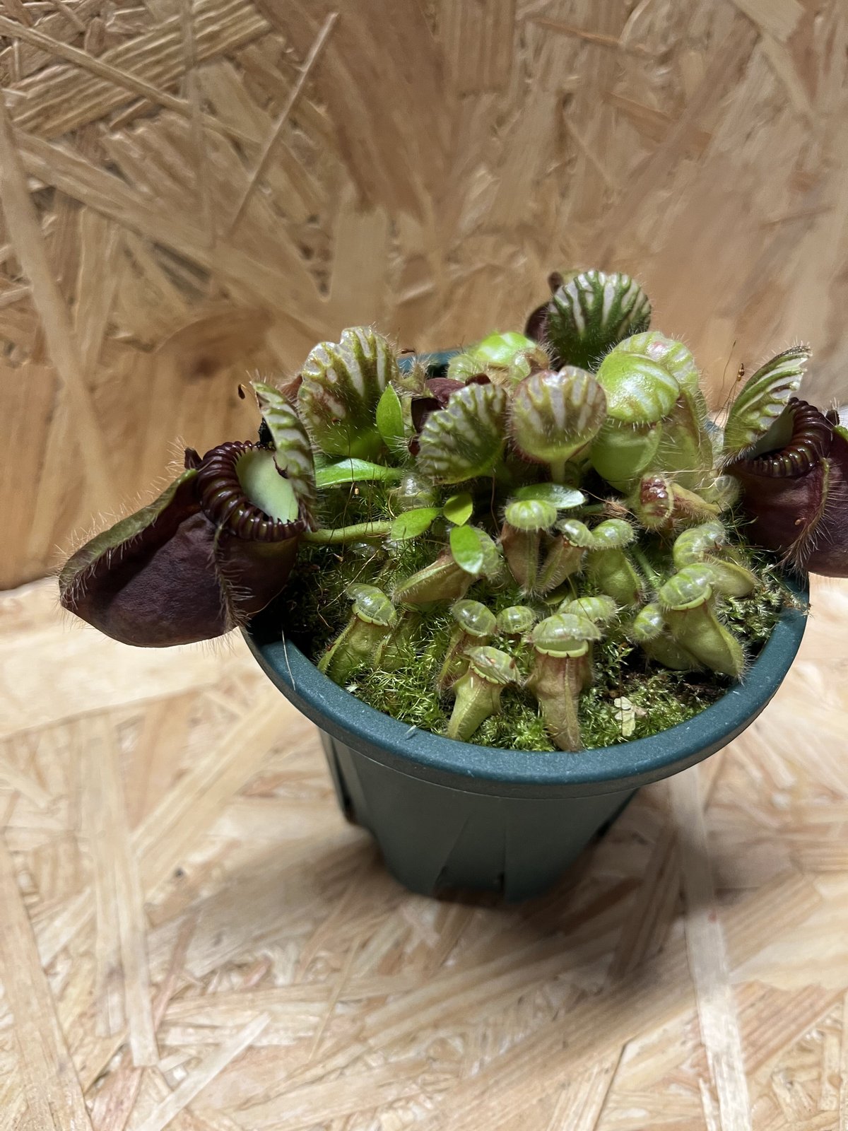 セファロタス フォリキャラリス | GREEN LUCK