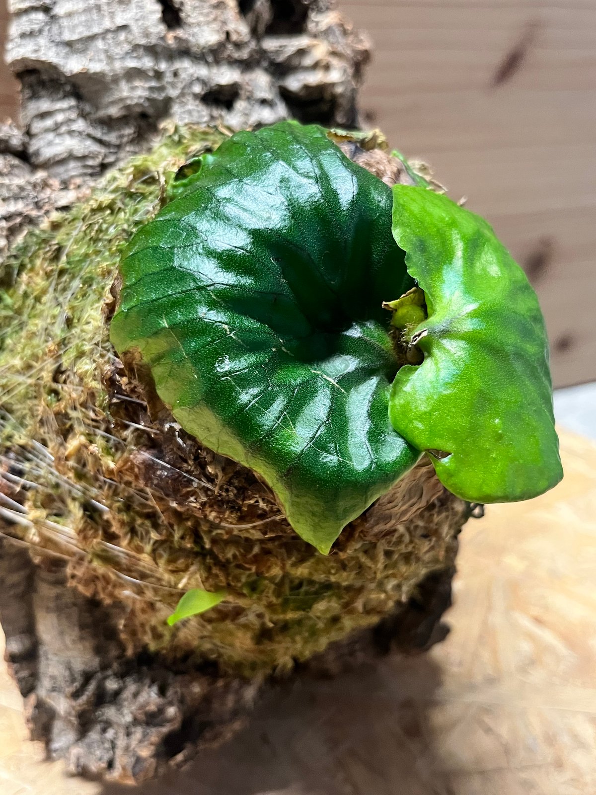 ビカクシダ マダガスカリエンセ | GREEN LUCK