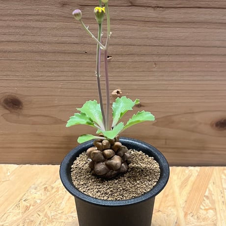 オトンナヘレー | STORES