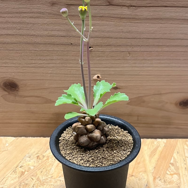 オトンナ ヘレー | GREEN LUCK