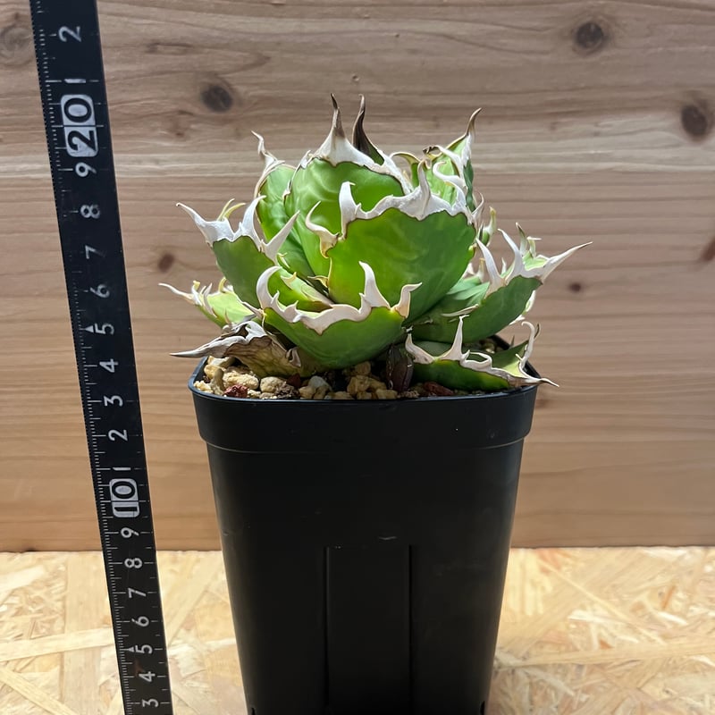 アガベ チタノタ クレイジー | GREEN LUCK