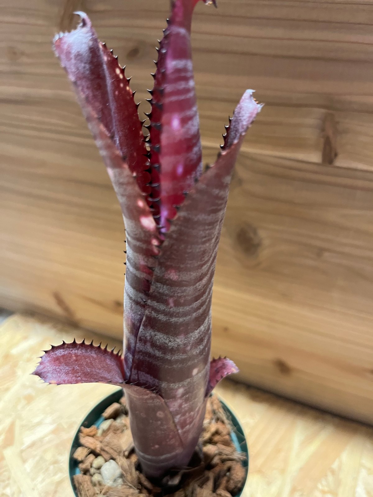 未開花株 発根済み 赤紫に白いドットが美しい【ビルベルギア ディッピンドッツ】 fit=scale-down,w=1200