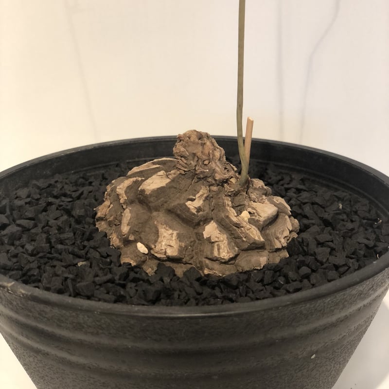 メキシコ亀甲竜 超お買得!-