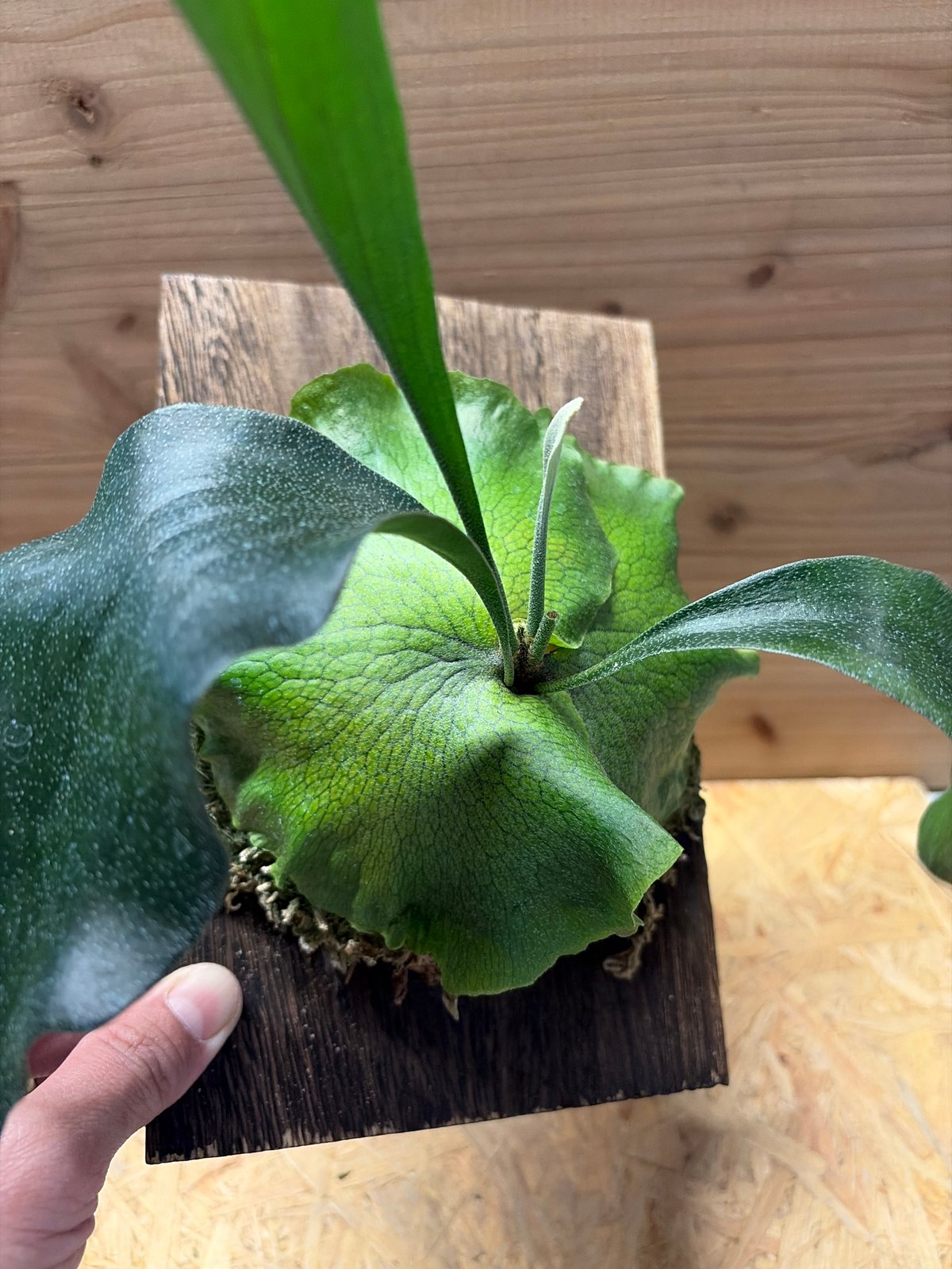 ビカクシダ ヒリー 'パオパオ' | GREEN LUCK