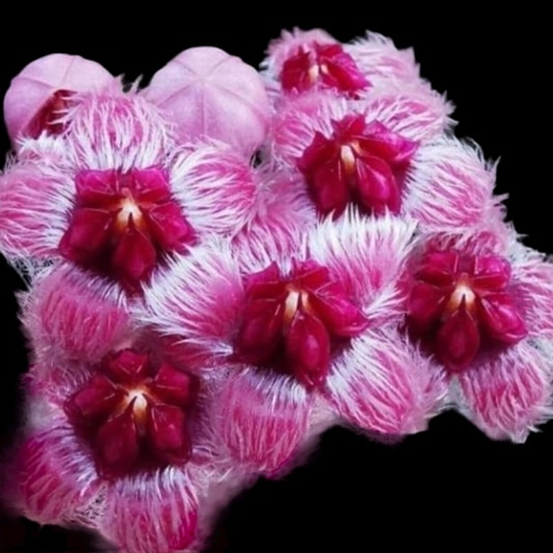 ホヤ スラウェシアナ | GREEN LUCK