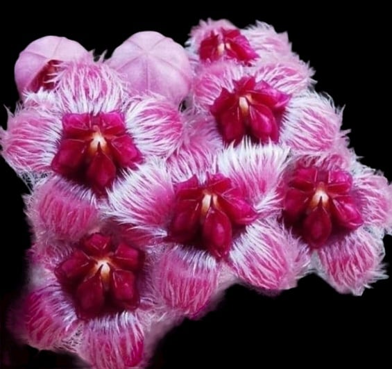 ホヤ スラウェシアナ | GREEN LUCK