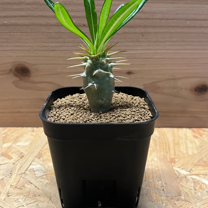 【na出品】パキポディウム アンボンゲンセ①【速達】 パキポディウム アンボンゲンセ | STELLA.PLANTS