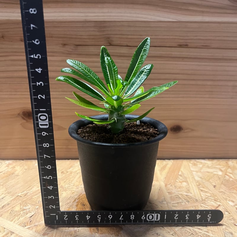 パキポディウム アンボンゲンセ | GREEN LUCK