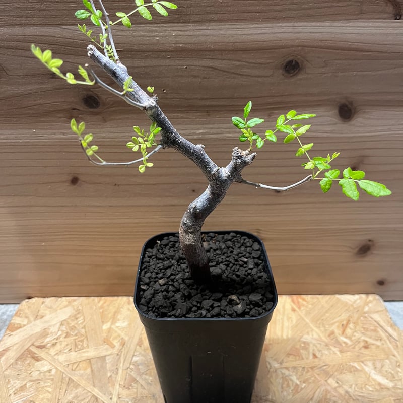 コミフォラ モンストローサ | GREEN LUCK