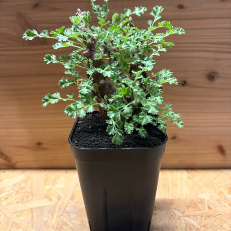 アルテルナンス | STORES