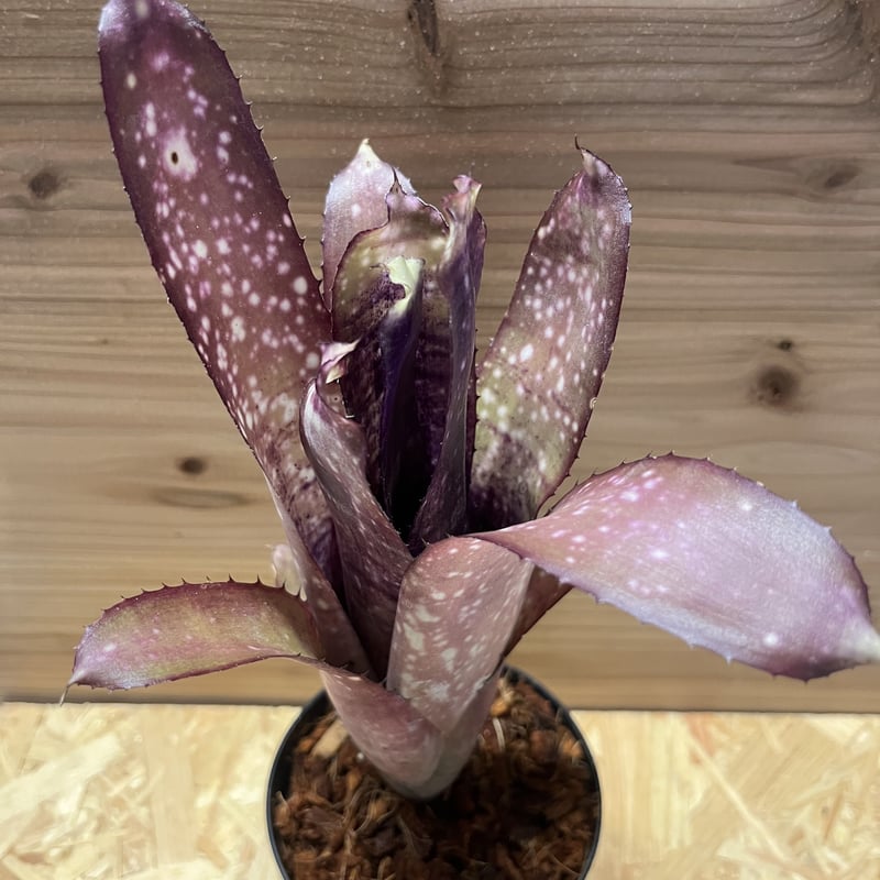 ビルベルギア クムフラ | GREEN LUCK