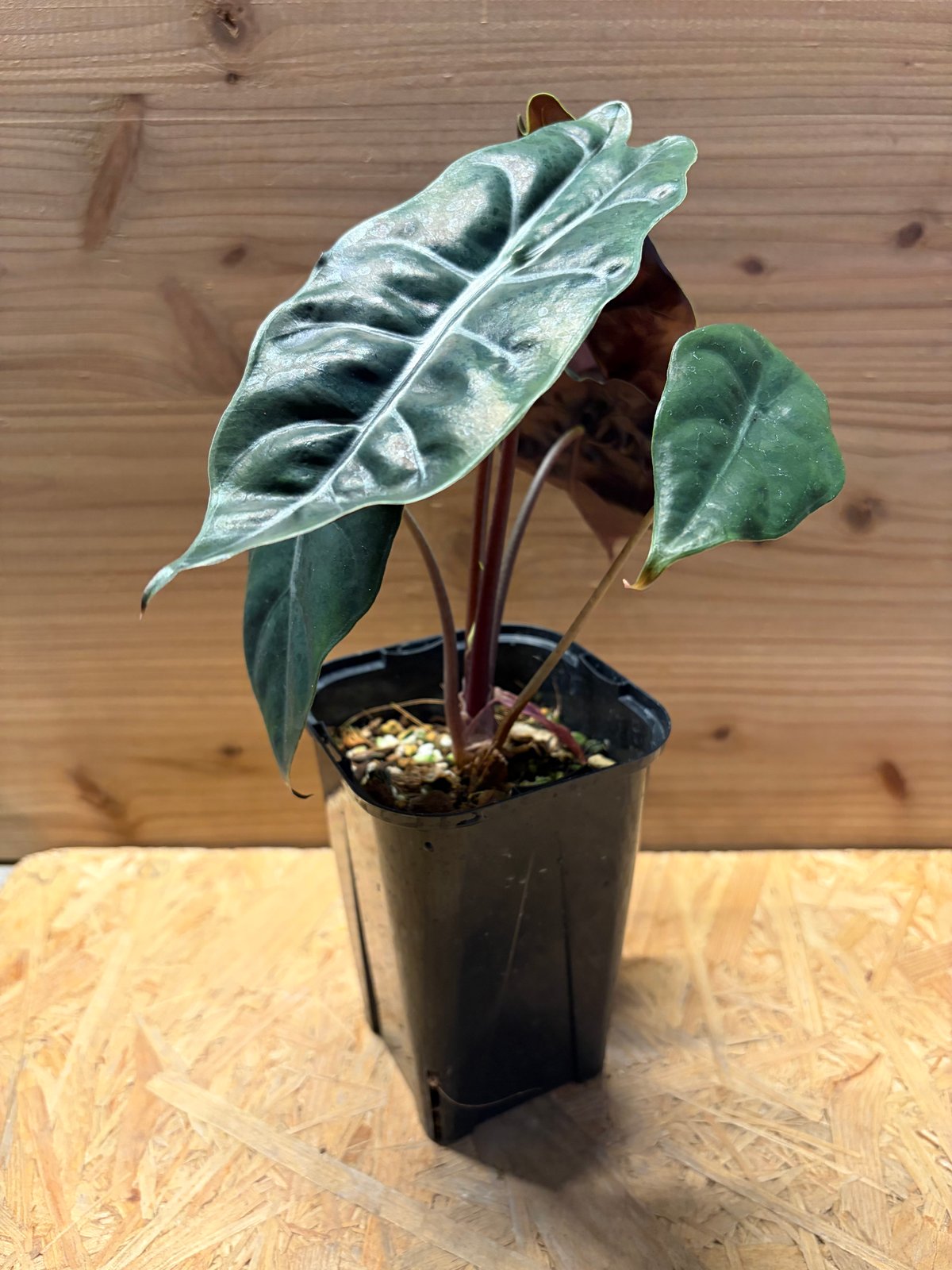 アロカシア 'シャントリエリ' | GREEN LUCK