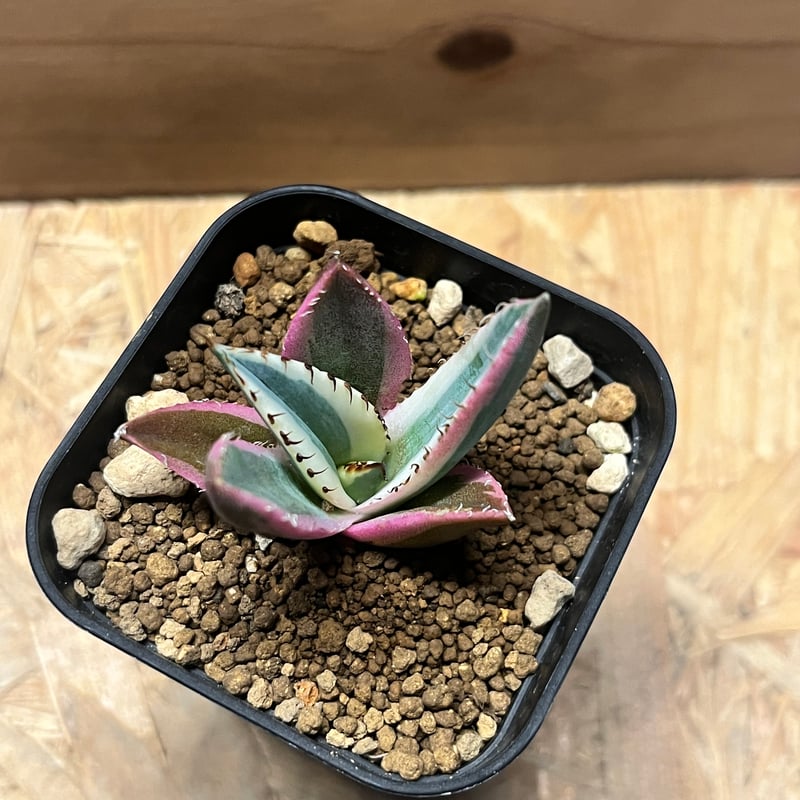 アガベ チタノタ スナグルトゥース | GREEN LUCK