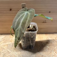 アンスリウム ポーティラエ NSE | GREEN LUCK