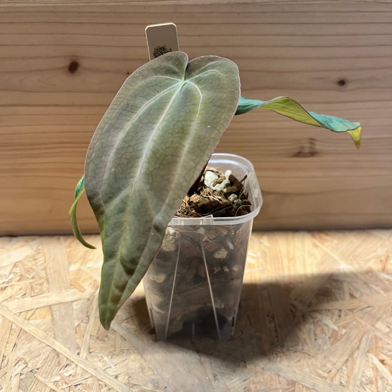 アンスリウム　アントラキー アンスリウム アントラキー （RA7×tezula） | GREEN LUCK