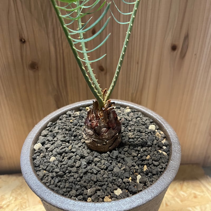 サイカス カイルンシアナ×伝市鉢 登窯 | GREEN LUCK