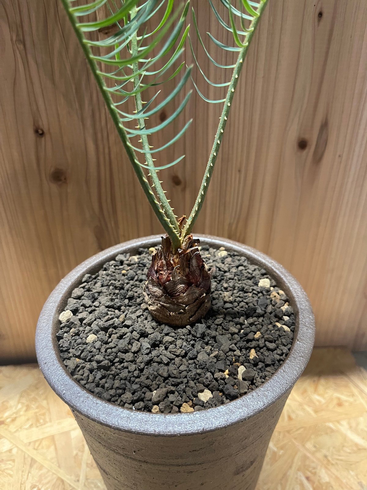 サイカス カイルンシアナ×伝市鉢 登窯 | GREEN LUCK