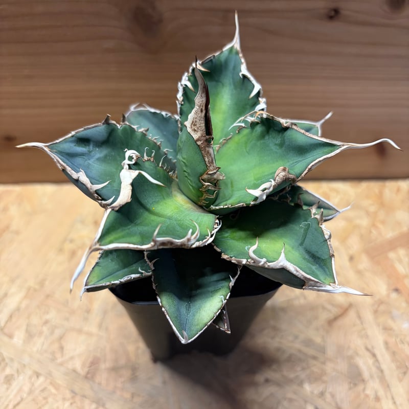 アガベ チタノタ '緑幽霊' | GREEN LUCK
