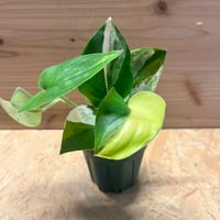 フィロデンドロン 'キティナ' （フロリダビューティー×マヨイ