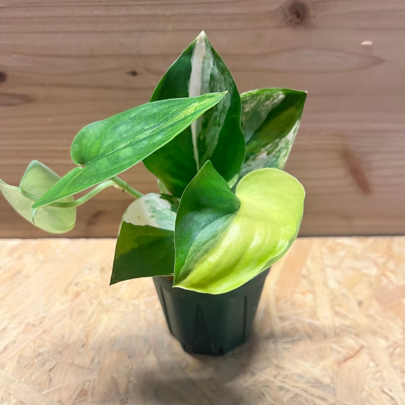 スキンダプサス ジェイドサテン バリエガータ | GREEN LUCK