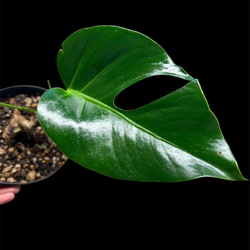 モンステラ デリシオーサ スケルトン 検索 シエラナ ミューテーション 実生 モンステラ デリシオーサ 'スケルトン' | GREEN LUCK